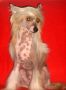 Irgen Gold Chinasilk Chinese Crested