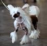 Suis Aragon Wait For Me Chinese Crested