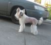 Irgen Gold Gvinet Peltrow Chinese Crested