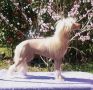 Mosaic's One In A Million Chinese Crested