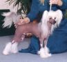 CH Holliwould Walk Of Fame Chinese Crested
