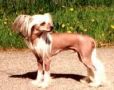 Lionheart Kopyright Chinese Crested