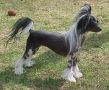 Jewels Travelin In Style DOM Chinese Crested
