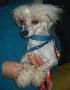Rose's Saffron Chinese Crested