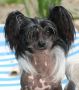 Sherabill Black In Black  Chinese Crested