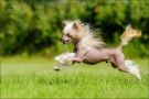 Golden Diamond Cresteds Roberto Chinese Crested