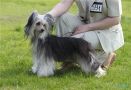 Sasquehanna (fci) Rekord Chinese Crested