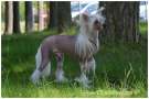 Lintika's Drambuie and Scotch Chinese Crested