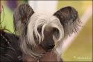 ICh. Azak Crestedgang Chinese Crested