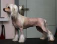 Go-go Chinese Crested