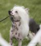 Zen's Double Entendre At Zhen Chinese Crested