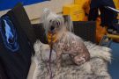 Bemu's Drama Queen Chinese Crested