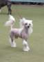 Magic of Success Buffy Simply The Best Chinese Crested