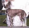 Nauset N'Smn Will-O-Be Chinese Crested