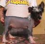 Moos Rojos a Hershey Kiss Chinese Crested