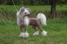 Joyway's I'm Sexy And I Know It Chinese Crested