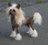 Ares Empathie Chinese Crested
