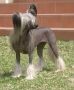 Martini Royal for Zucci Chinese Crested