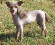 Mama's Baby Ruth Chinese Crested