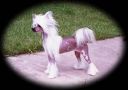 Tournais Nothing Like Me Chinese Crested