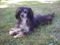 Frencis Monteka Chinese Crested