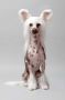 Touch Beauty Glamour Gizmo Chinese Crested