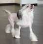 Here And There of Angel's Legacy Chinese Crested