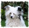 Prajna Special Time Lord Chinese Crested