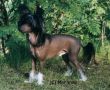 Secret Line's Gipsy King Chinese Crested