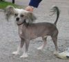 Secret Line's Hot Chilipepper Chinese Crested