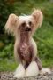 Welldan Peter Pervii Chinese Crested