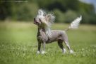Jassimine's Pearl Habor Chinese Crested