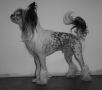 Spirit Of Mantra's Surprice Chinese Crested