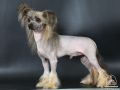 Ksolo Club Kosmos Chinese Crested