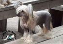Pepsi Cola Little Charmings Chinese Crested
