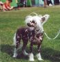 Trollmyren's Lysande Lava Chinese Crested