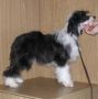 Strong Style Itaka Chinese Crested
