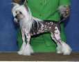 Jewels N Puffin Winning Colors Chinese Crested