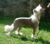 Proud Pony Xtra-Terrestrial Chinese Crested