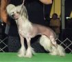 Jewels Purple Pizzaz Chinese Crested