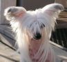 Flashing Odds Chevrolet Chinese Crested