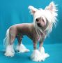 Liblin Lyuy-Lyuy Astin Martin Chinese Crested