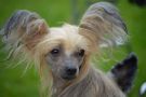 Pinky Twinky Lady Go Reckless Chinese Crested