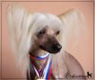 Alex Goliaf Max Chinese Crested