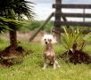 Red Bow Less Falazairroo Chinese Crested