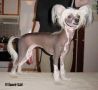 Yodanites Fancy Woman Chinese Crested