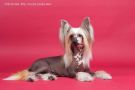 Olivera's the most popular Chinese Crested