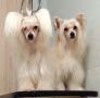 Fiabella's Twisted Sister Chinese Crested