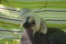 Irgen Gold Usticia Chinese Crested
