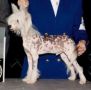 CH Gingery's Cheerios Chinese Crested